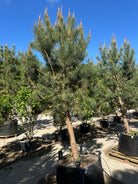 Skovfyr - Pinus sylvestris et hårdført og stedsegrønt nåletræ med rødbrun bark.