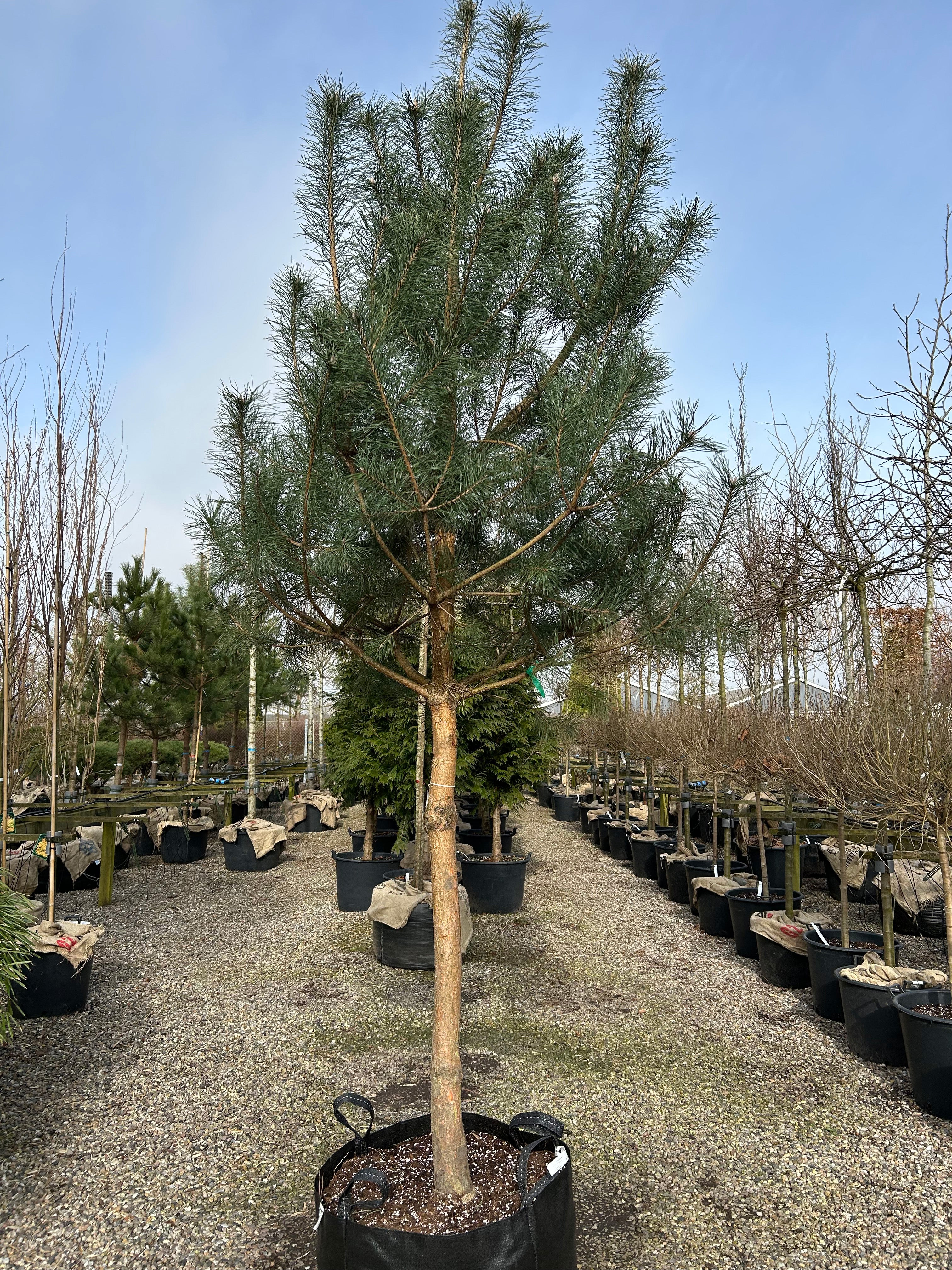 Opstammet Pinus sylvestris skovfyr med en bar stamme og en tæt, blågrøn krone i en have.