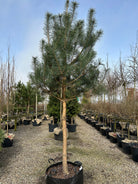 Opstammet Pinus sylvestris skovfyr med en bar stamme og en tæt, blågrøn krone i en have.