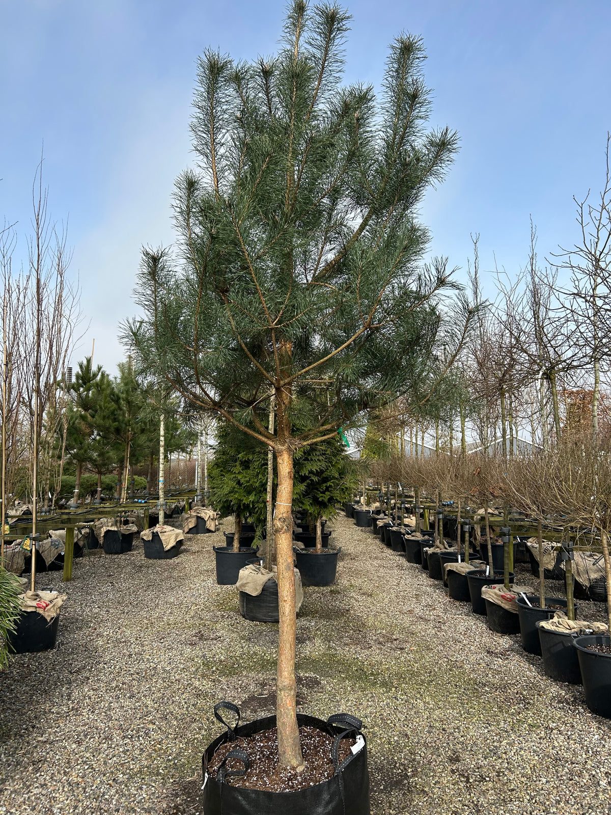 Opstammet Pinus sylvestris skovfyr med en bar stamme og en tæt, blågrøn krone i en have.