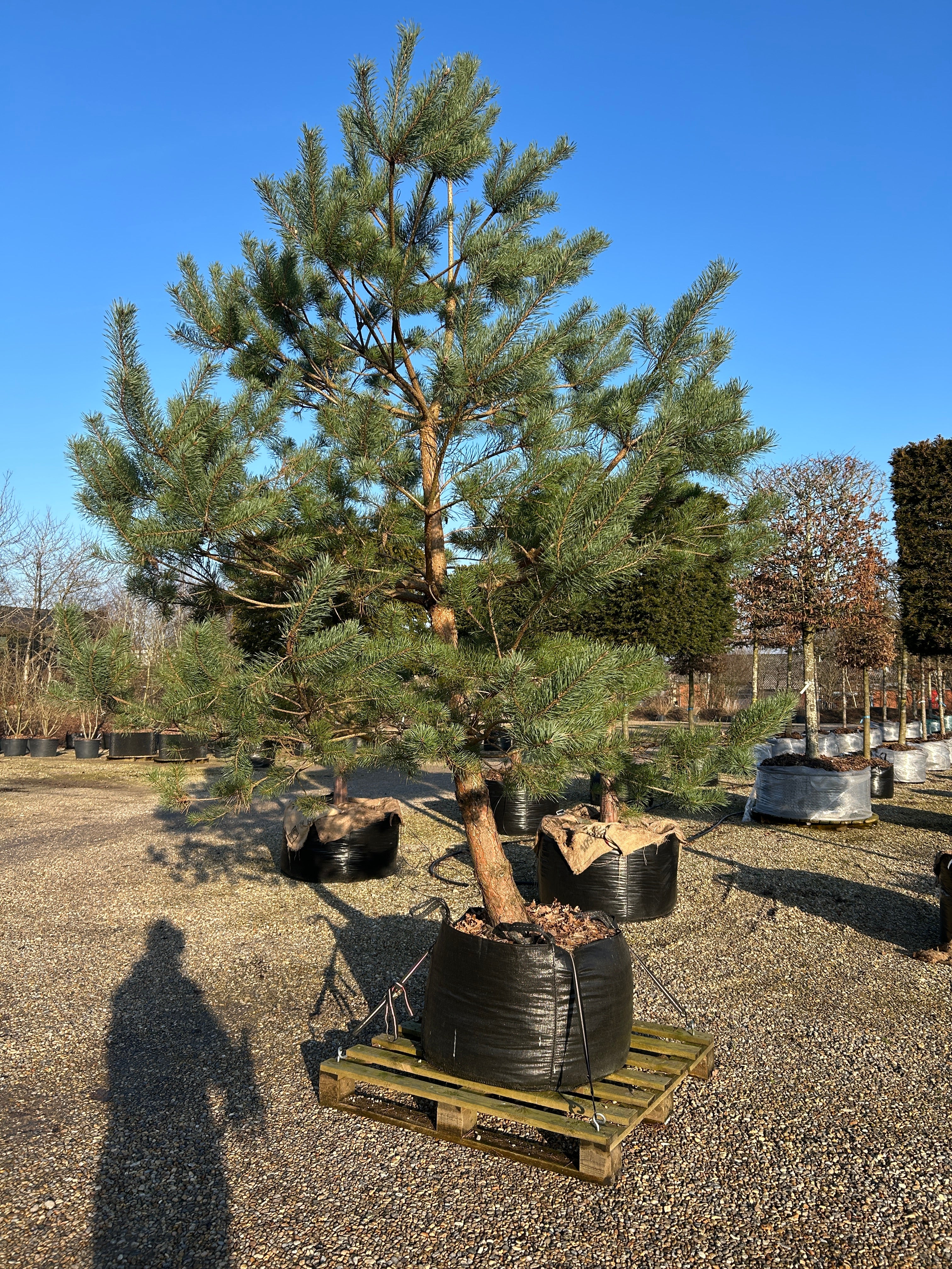 Opstammet skovfyr - Pinus sylvestris, et stedsegrønt prydtræ med rødbrun stamme og rund krone.
