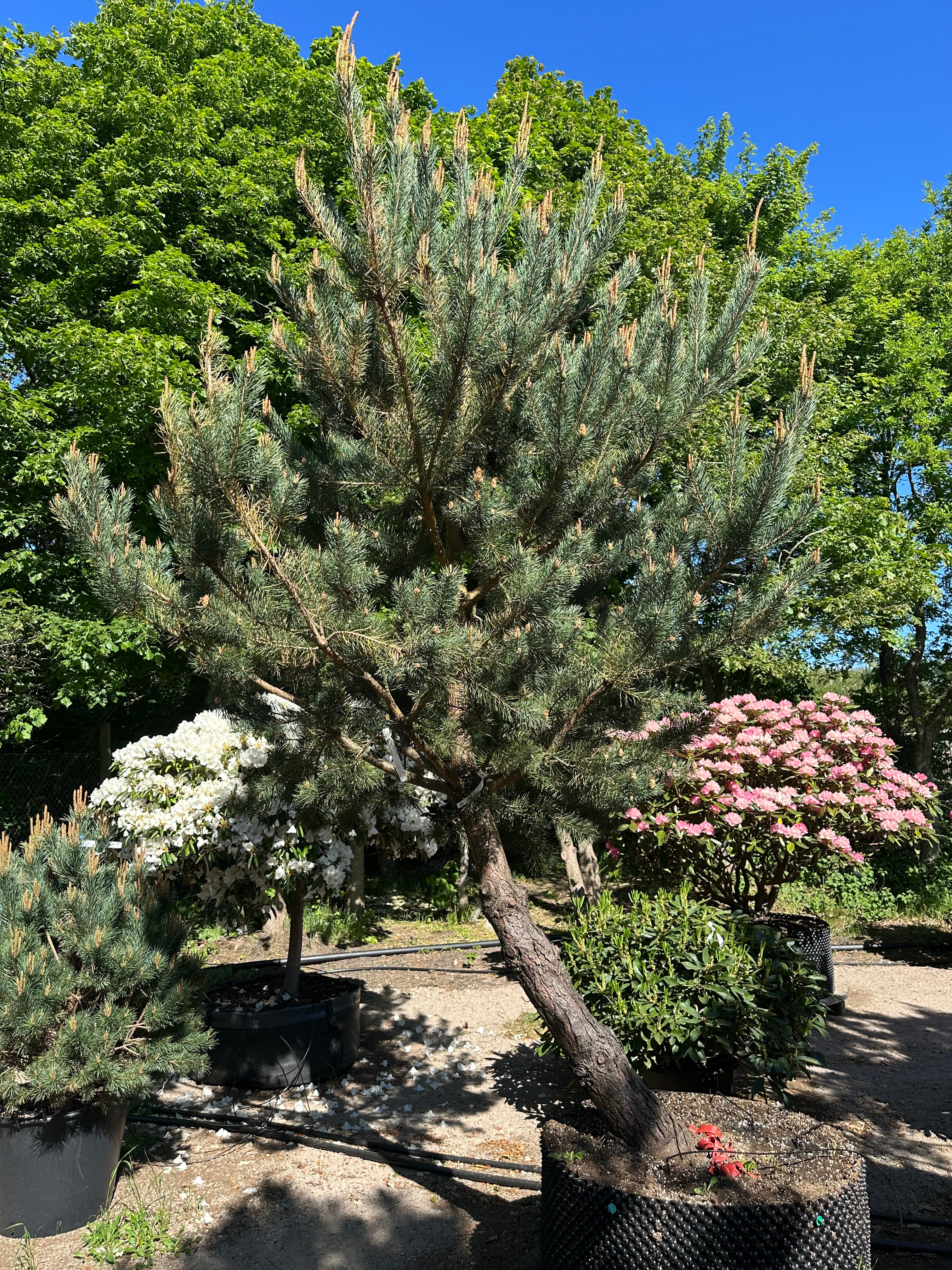 Opstammet skovfyrretræ af typen Pinus sylvestris med en markant fritlagt stammestruktur.