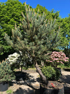 Opstammet skovfyrretræ af typen Pinus sylvestris med en markant fritlagt stammestruktur.