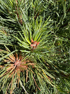 Tæt på de helt unge, små fyrrekogler i friske grønlige nuancer, som er i gang med at udvikle sig på en Pinus sylvestris 'Chanty Blue' busk.