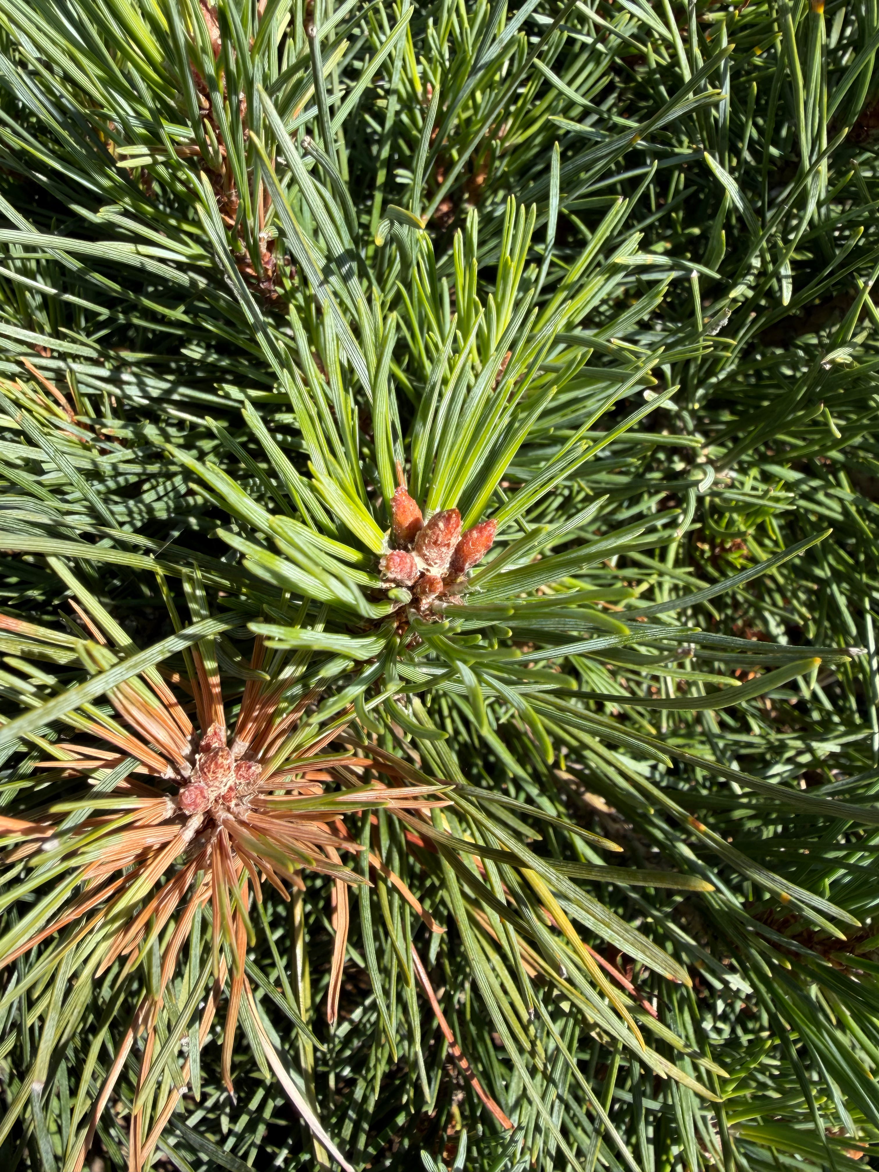 Tæt på de helt unge, små fyrrekogler i friske grønlige nuancer, som er i gang med at udvikle sig på en Pinus sylvestris 'Chanty Blue' busk.