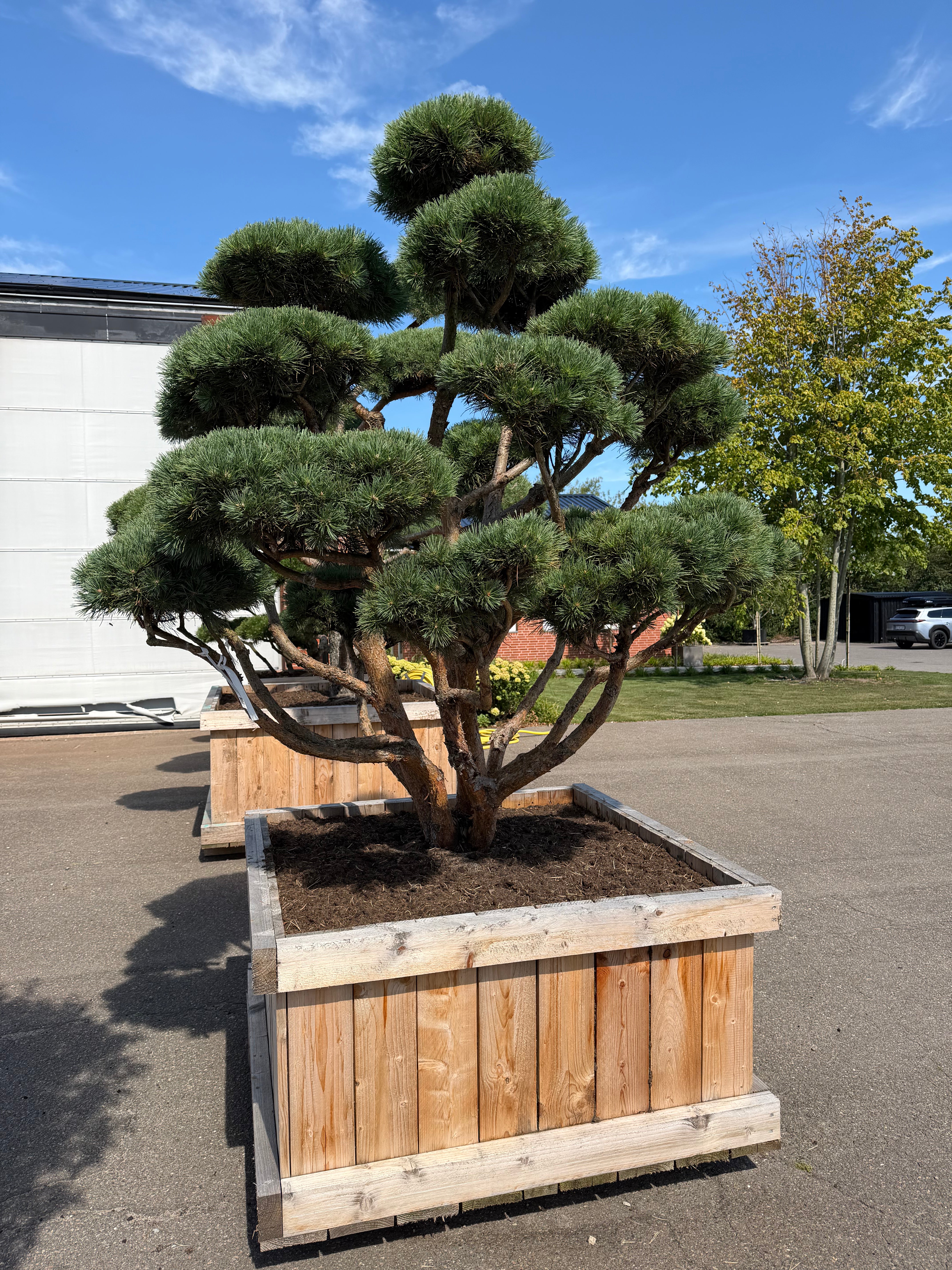 Skovfyr - Pinus sylvestris 'Watereri' med formklippede, tætte nålepuder og en markant, skulpturel stammestruktur.