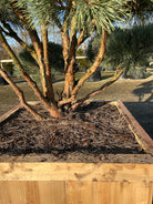 Skovfyr klippet som bonsai med rødbrun bark og kraftige grene