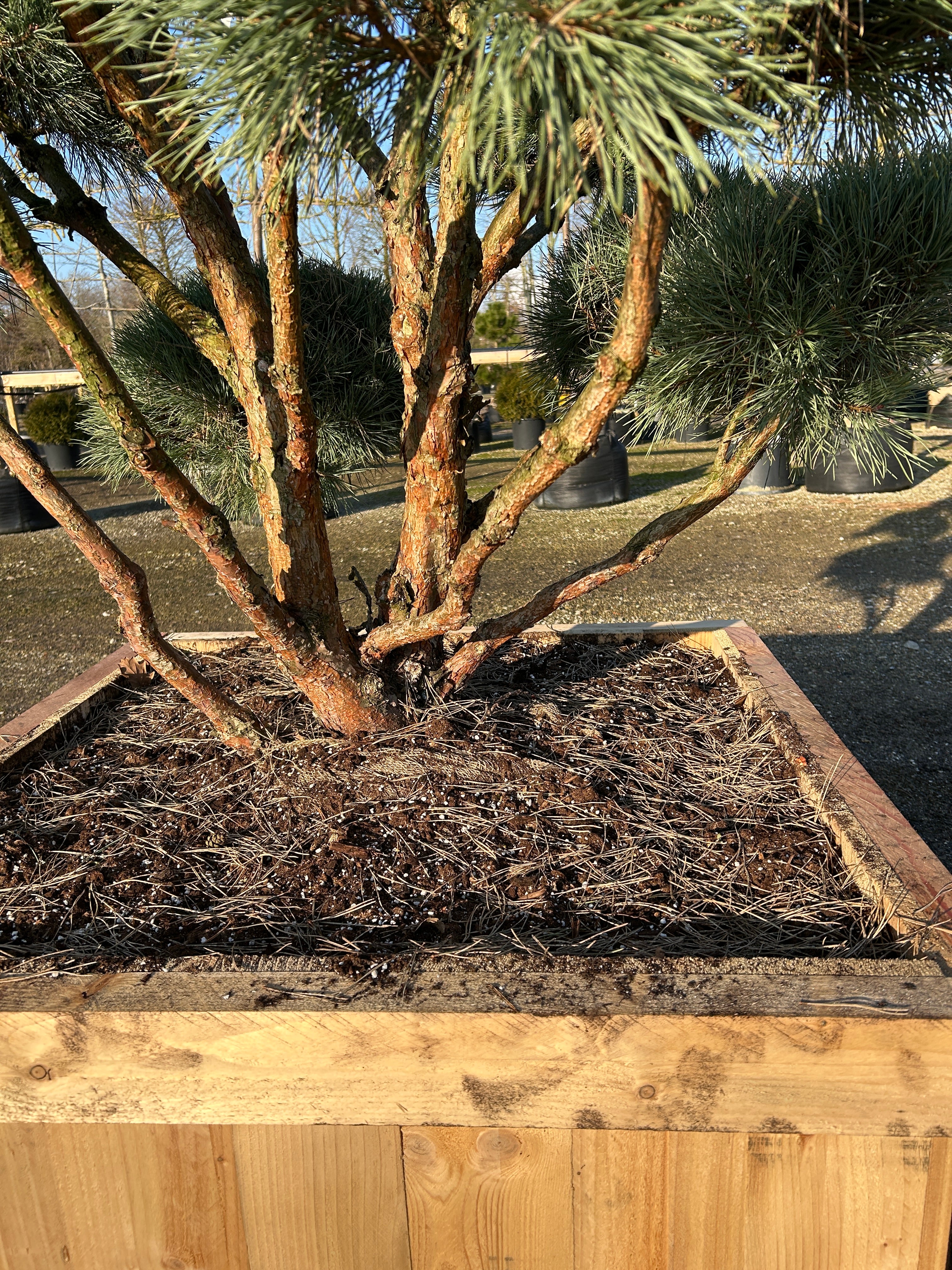Skovfyr klippet som bonsai med rødbrun bark og kraftige grene