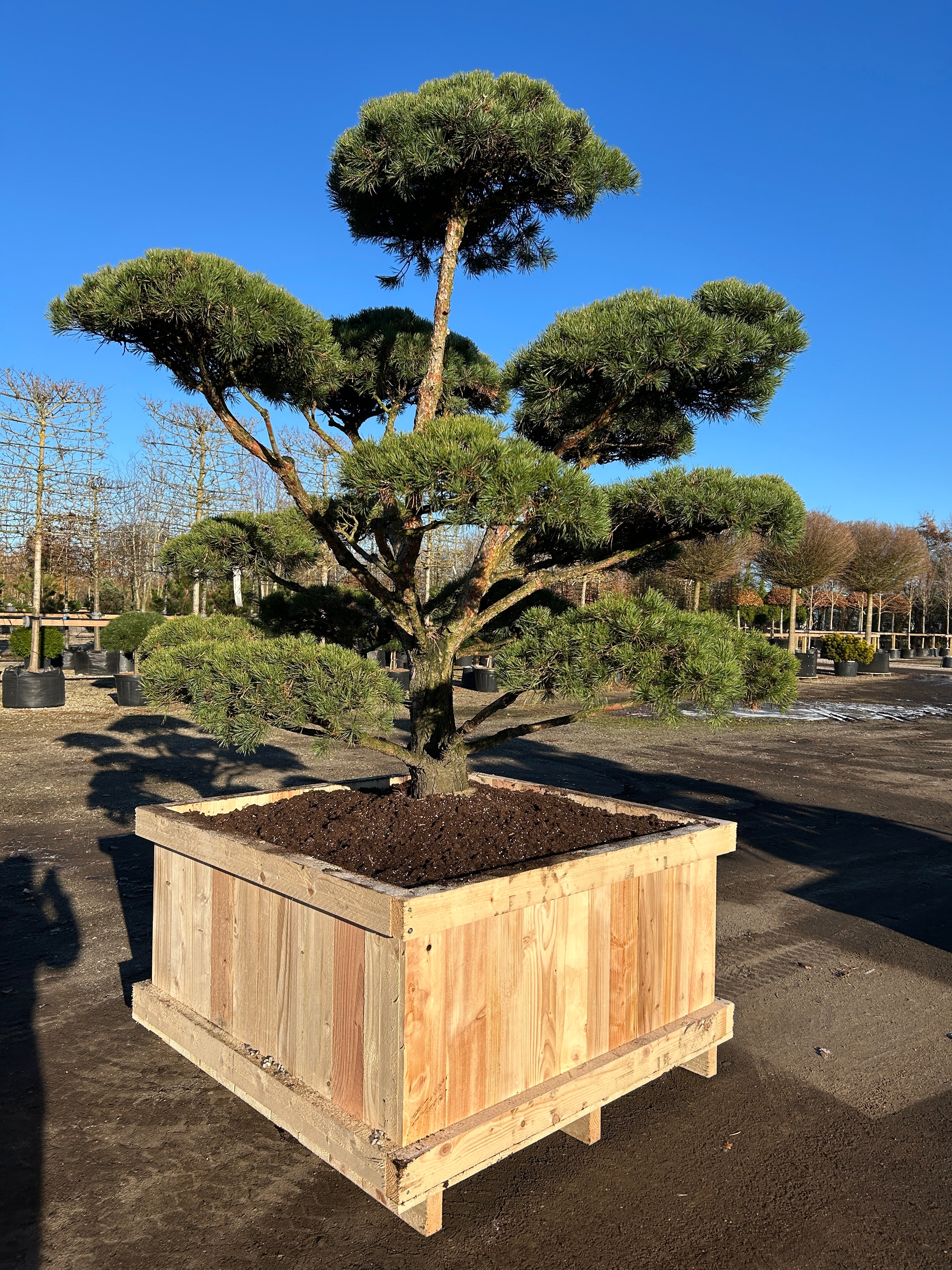 Bonsai skovfyr, Pinus sylvestris, skulpturel med flotte puder og dekorativ til havens blikfang.