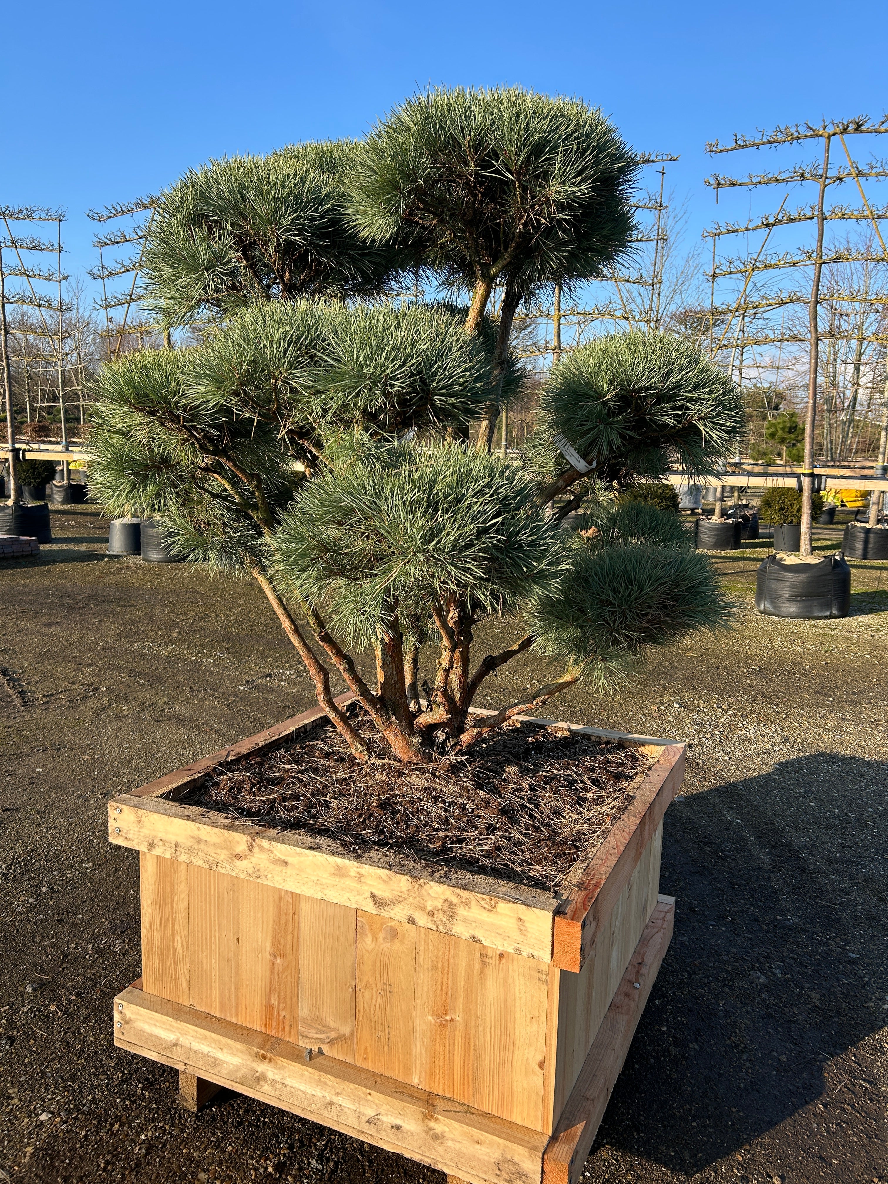 Skovfyr klippet som bonsai med rødbrun bark og kompakte blågrønne nåle.