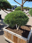 Skovfyrren 'Norske' - Pinus sylvestris  er en langsomtvoksende, tæt og robust sort. 