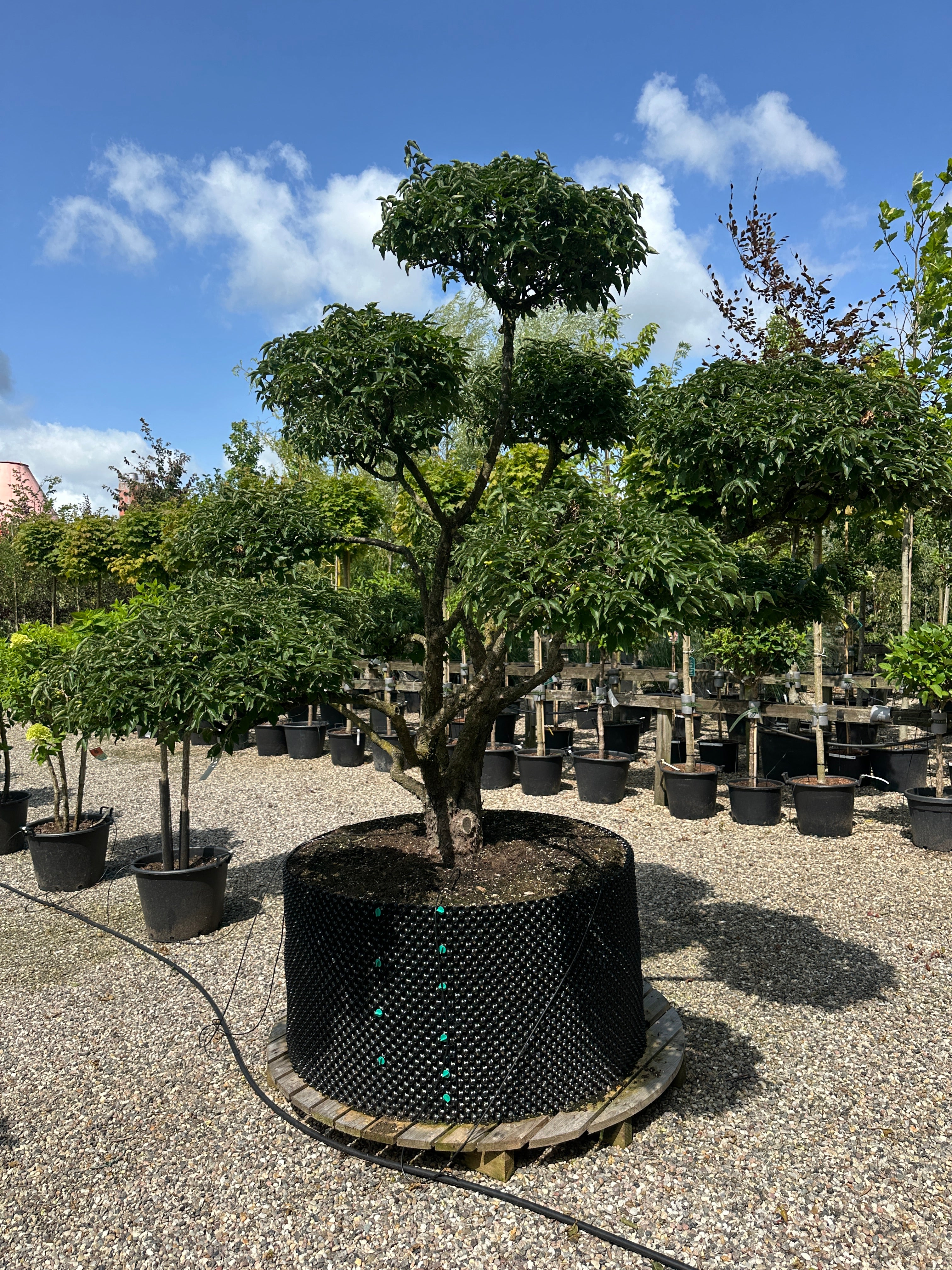 Skulpturel bonsaiklippet kirsebærkornel, Cornus mas, med kraftige stammer og tætte puder. 