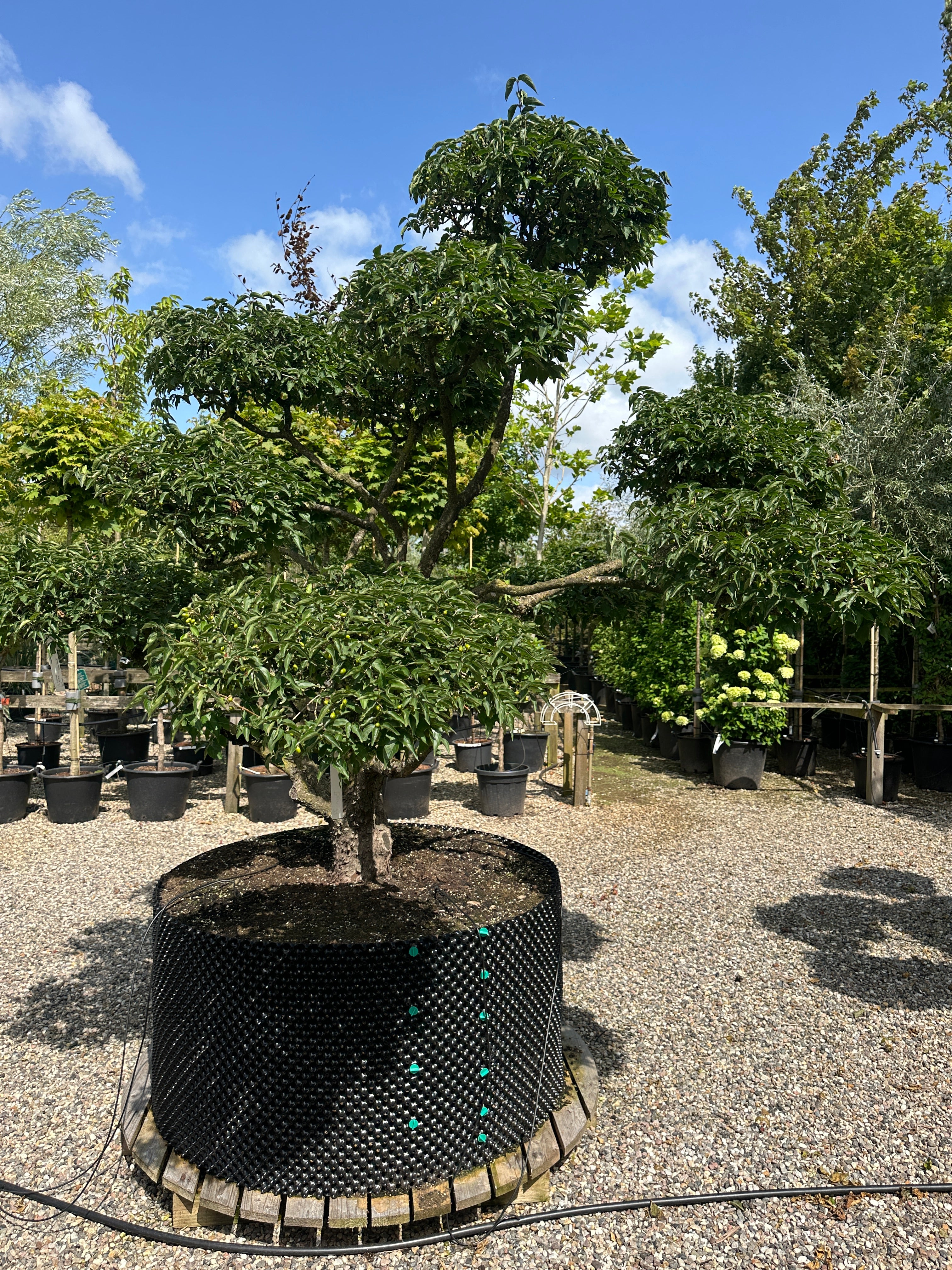 Bonsaiklippet cornus mas, Kirsebærkornel, med store flotte puder, blanke grønne blade med tydelige bladnerver. 