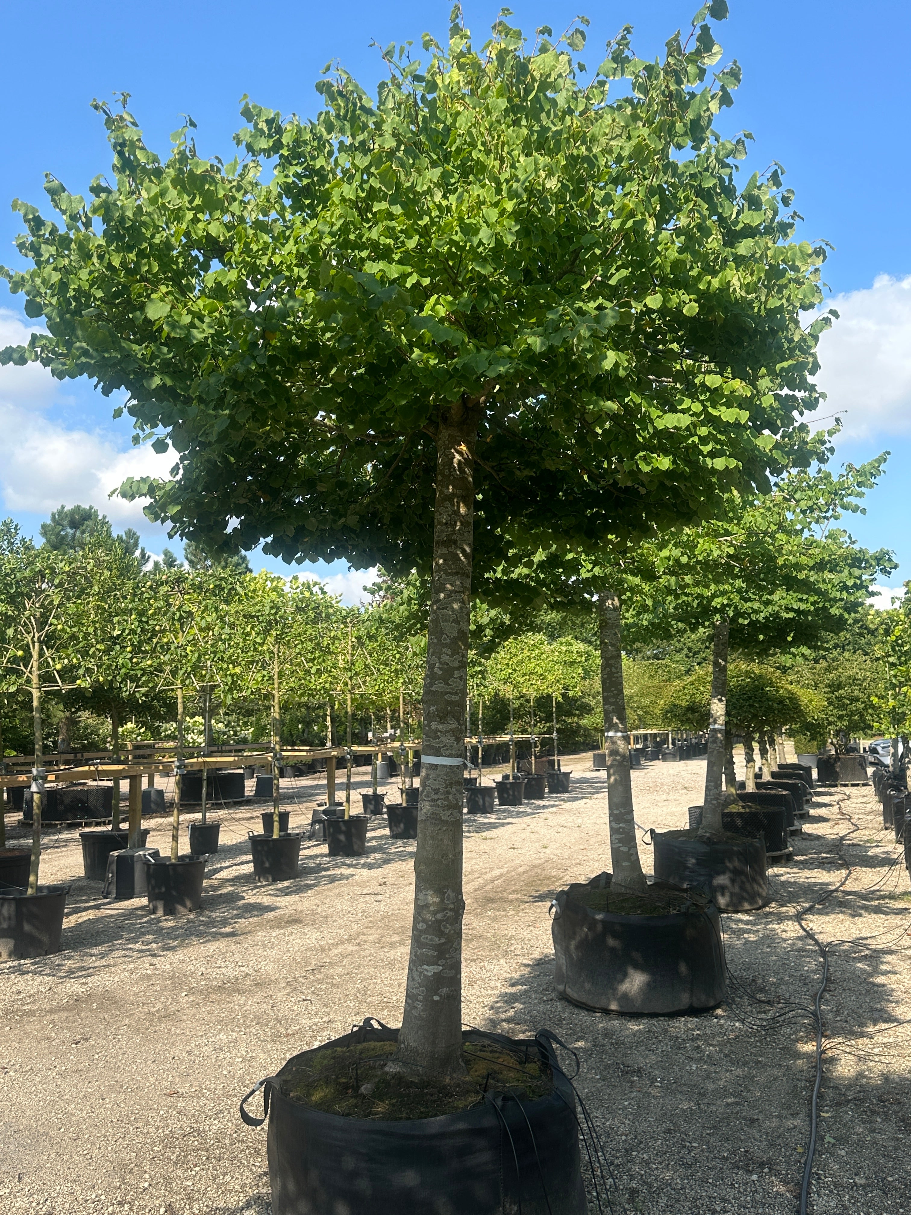 Skulpturel tagklippet Lind, Tilia Cordata, med kraftig stamme 
