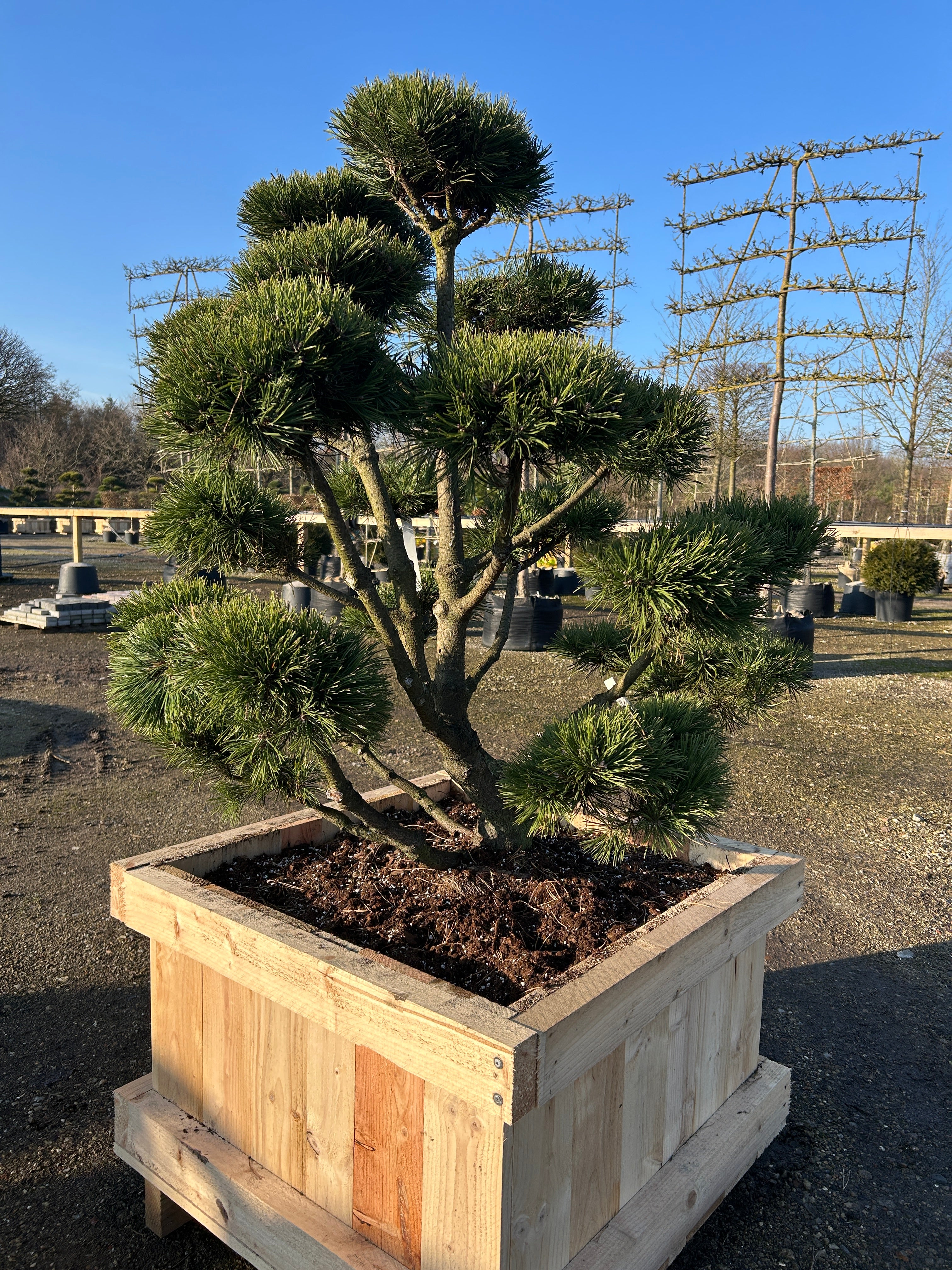 Skulpturel bonsai bjergfyr med dybgrønne nåle.