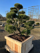 Skulpturel bonsai bjergfyr med dybgrønne nåle.