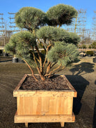 dekorativ skovfyr som bonsai med kraftig stamme og blågrønne nåle.