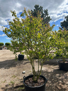 Skulpturel flot bærmispel, Amelanchier Lamarckii, med en harmonisk krone. 