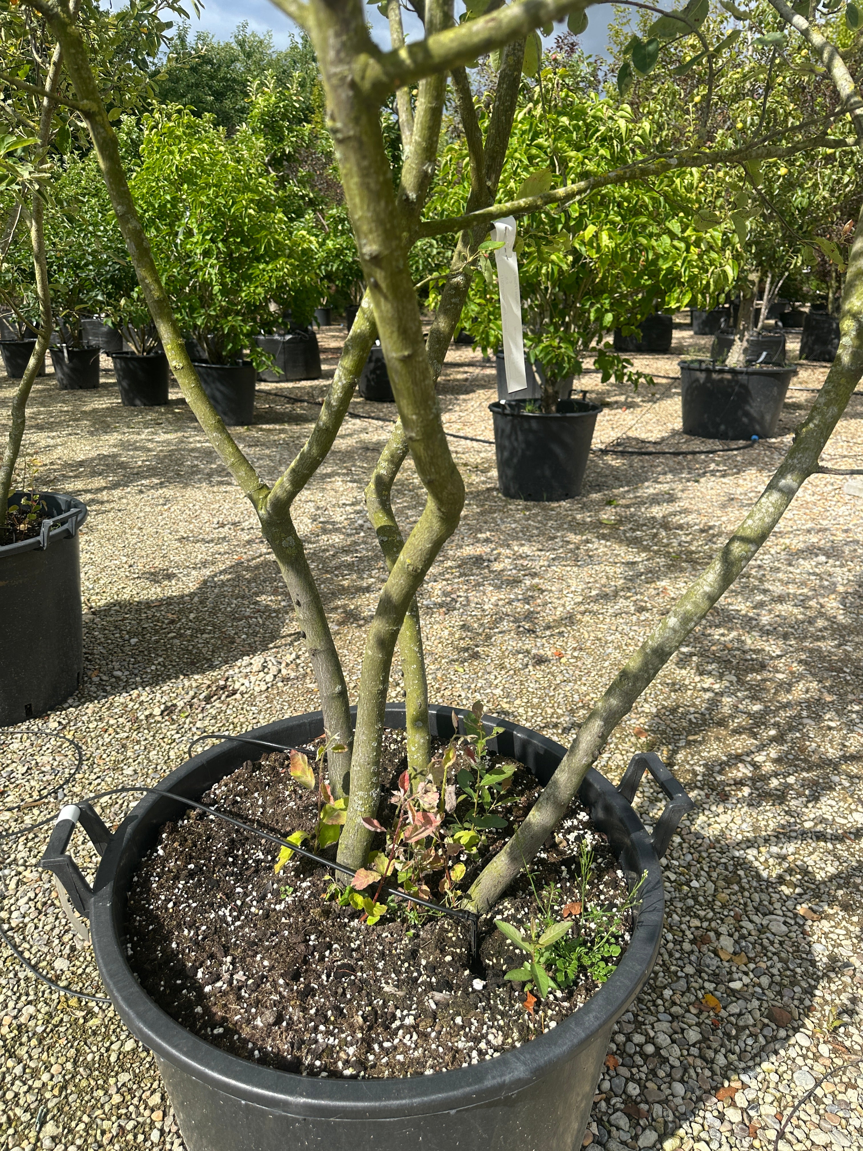 Skulpturelle stammer bærmispel, Amelanchier lamarckii, 