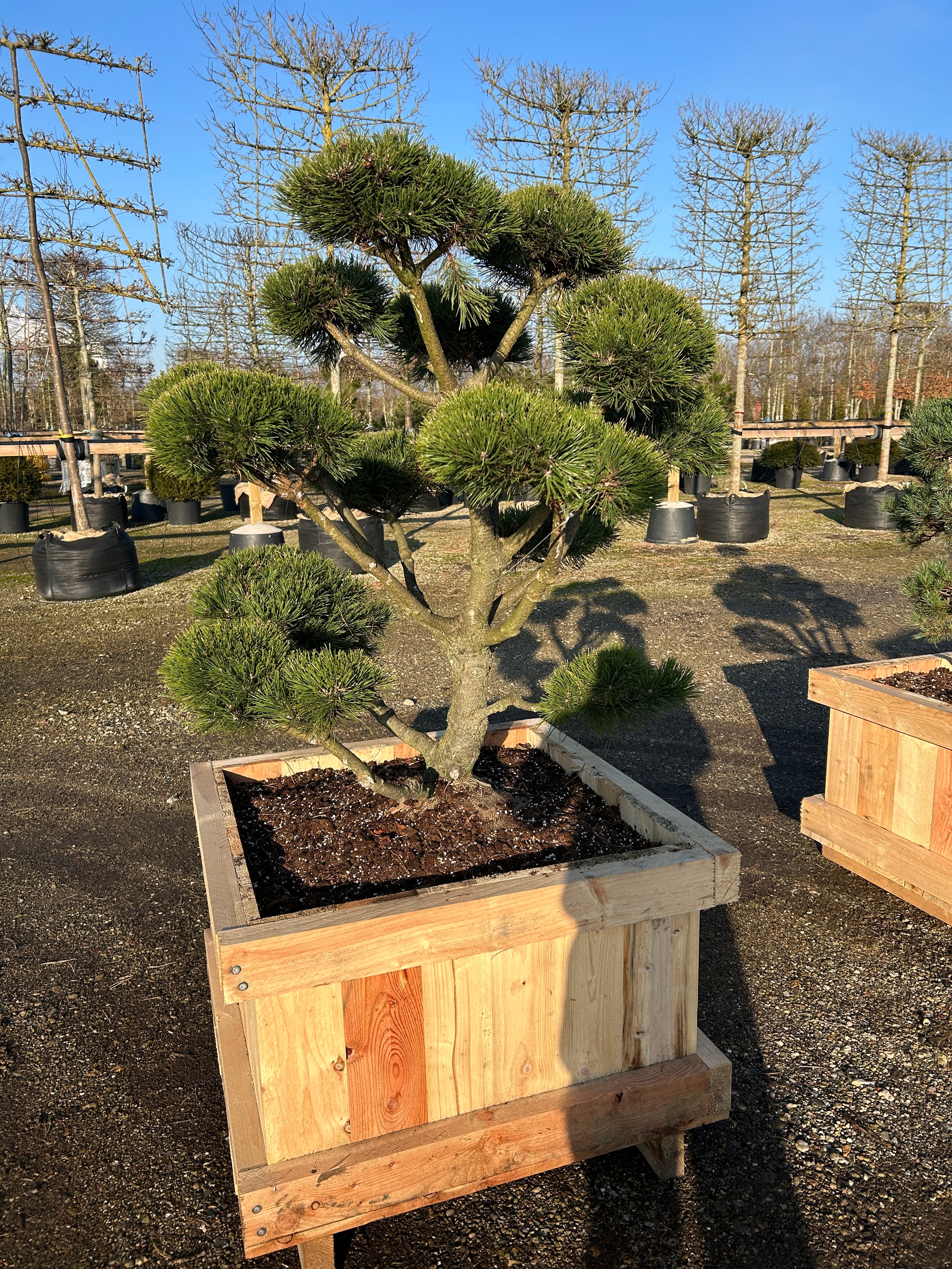 Bonsaiklippet Bjergfyr, Pinus mugo gnom, flot grønbark, med tætte puder.