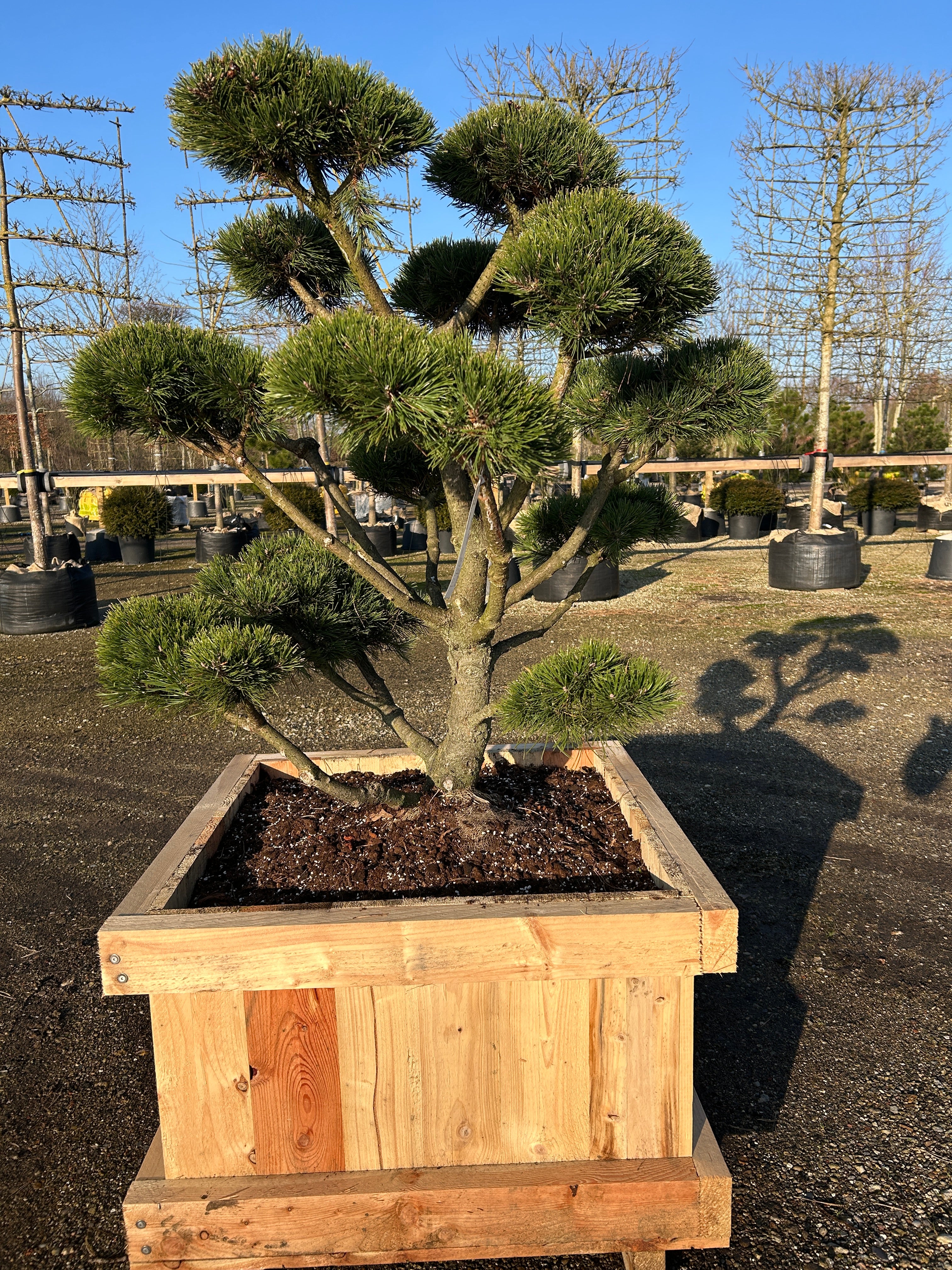 Skulpturel flotte bonsaiklippet bjergfyr, med kraftige stammer og kompakte puder