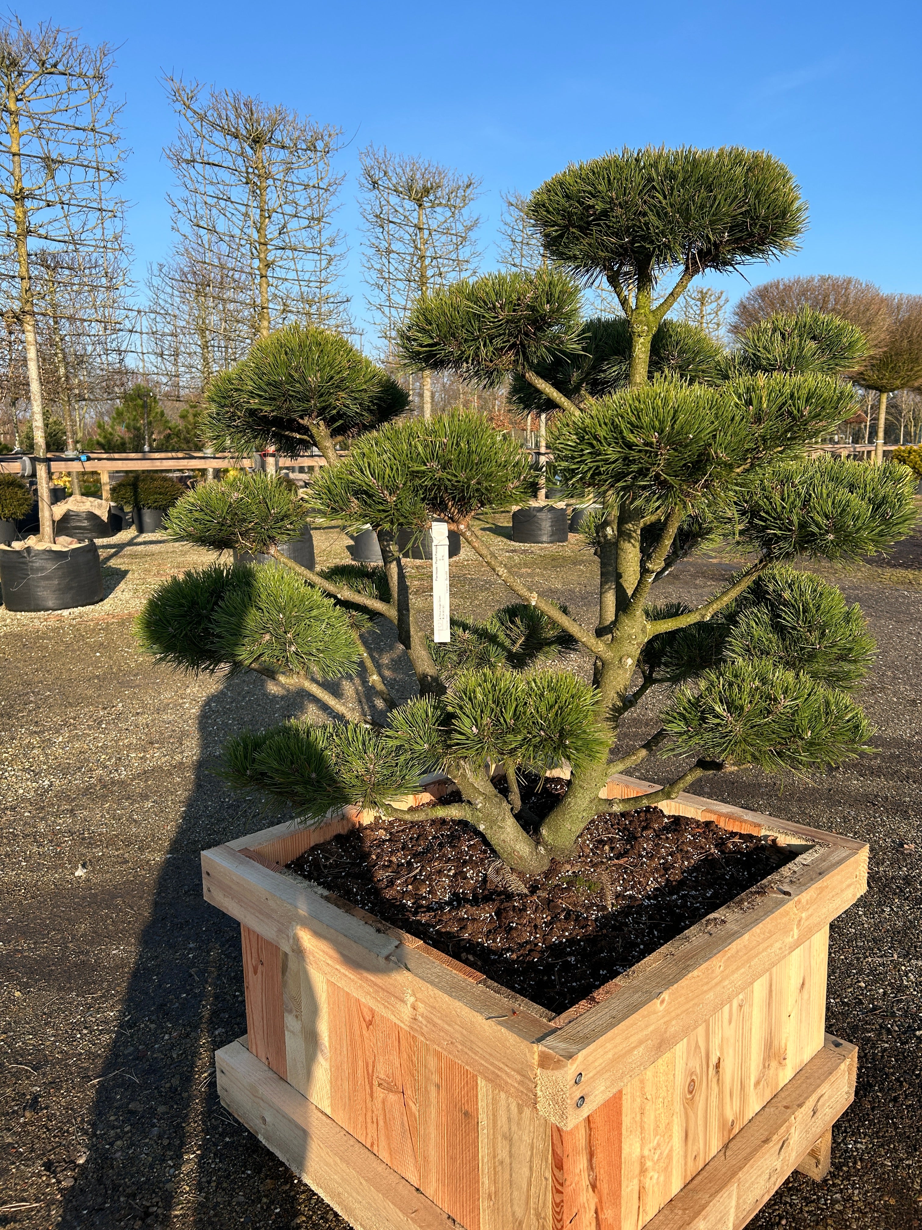 Skulpturel bonsaiklipper bjergfyr, med mange kraftige puder, på robuste stammer