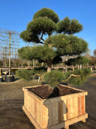 Skulpturel flot bonsaiklippet Østrigsk fyr, Pinus nigra nigra, dekorativ gråbrun bark, med kraftige puder. 