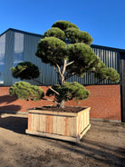 Flot skulpturel bonsaiklippet Østrigsk fyr, med flotte kraftige stammer.