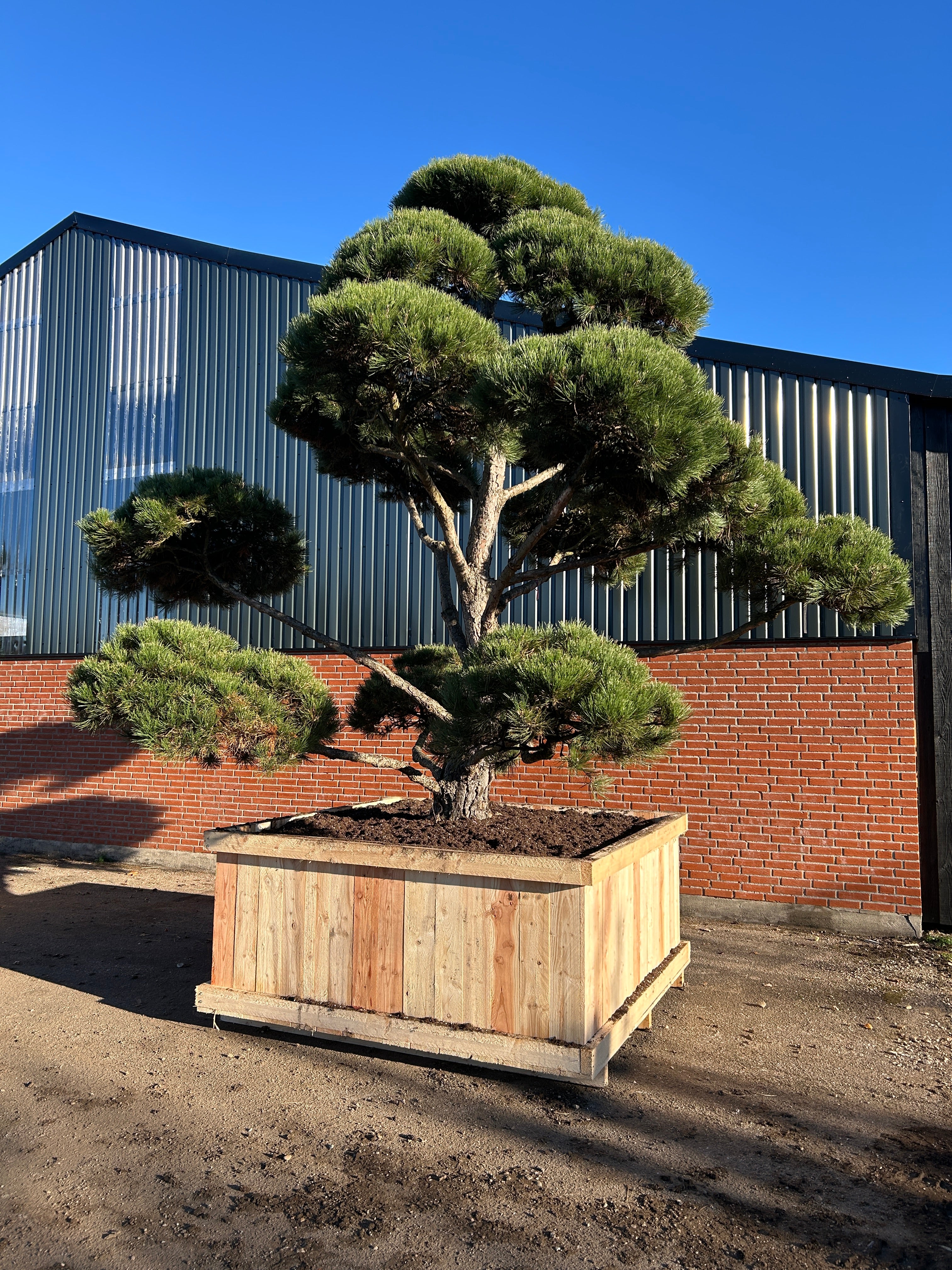 Flot skulpturel bonsaiklippet Østrigsk fyr, med flotte kraftige stammer.