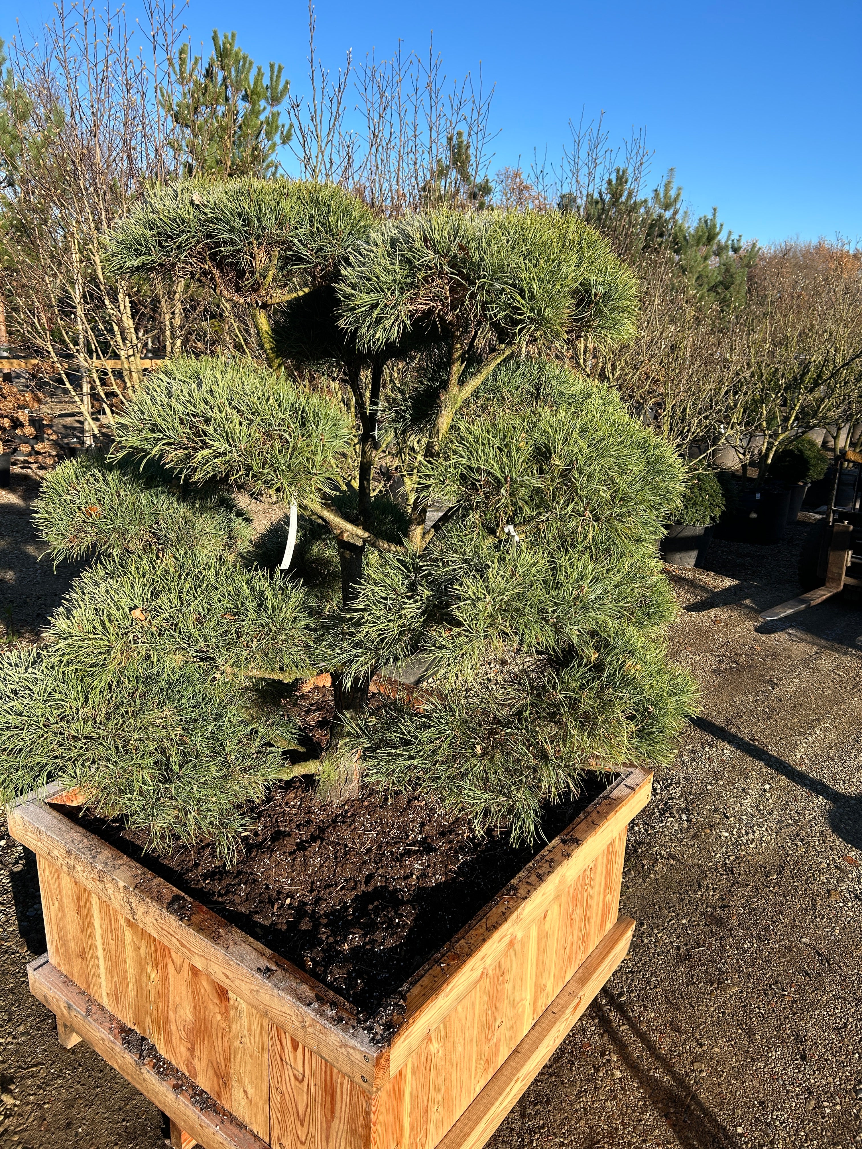 Kraftig Bonsaiklippet Skovfyr med fyldige tætte puder.