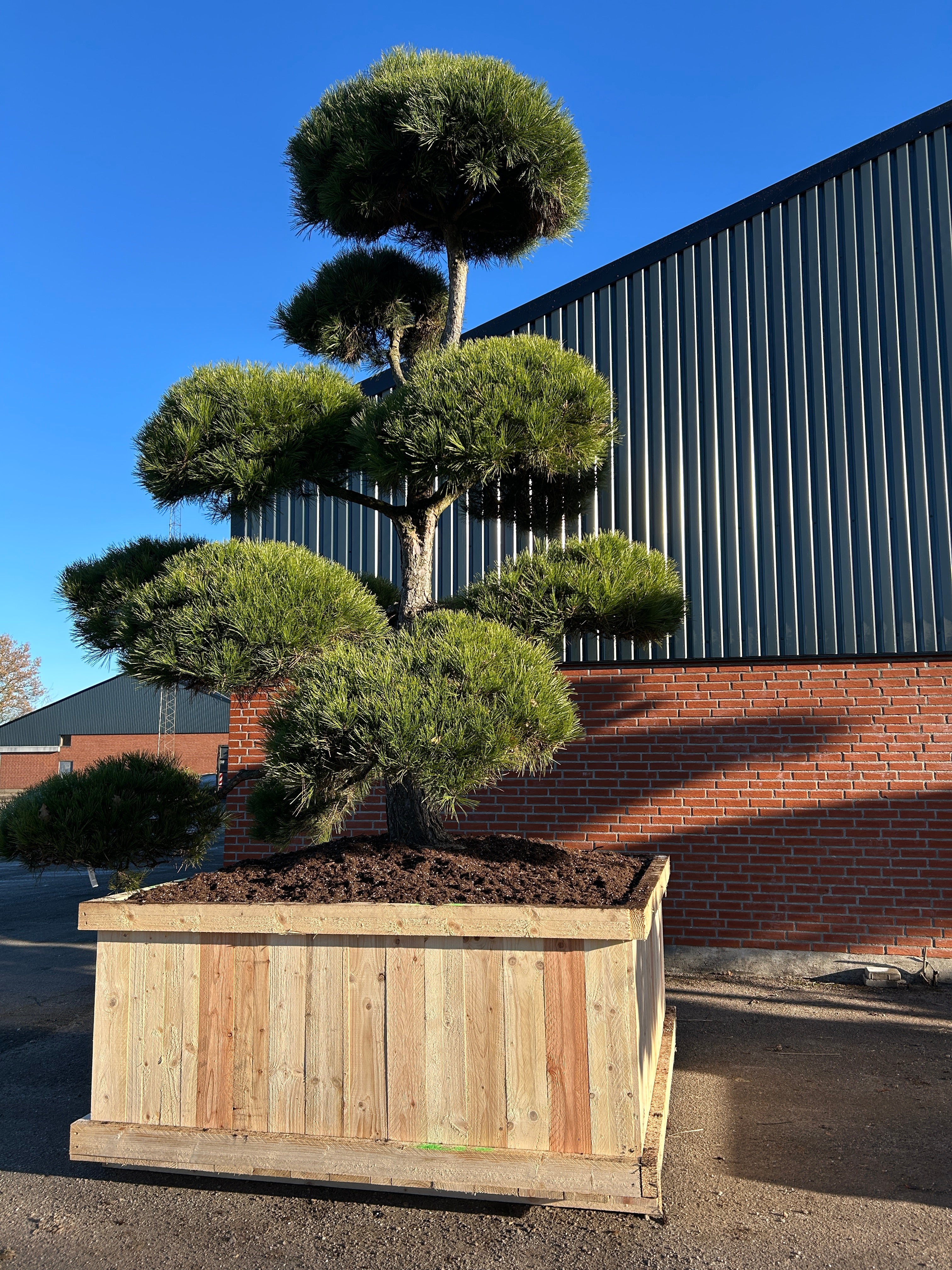 XXL Stor bonsaiklippet Østrigsk fyr, med kraftige stammer og store puder