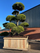 XXL Stor bonsaiklippet Østrigsk fyr, med kraftige stammer og store puder