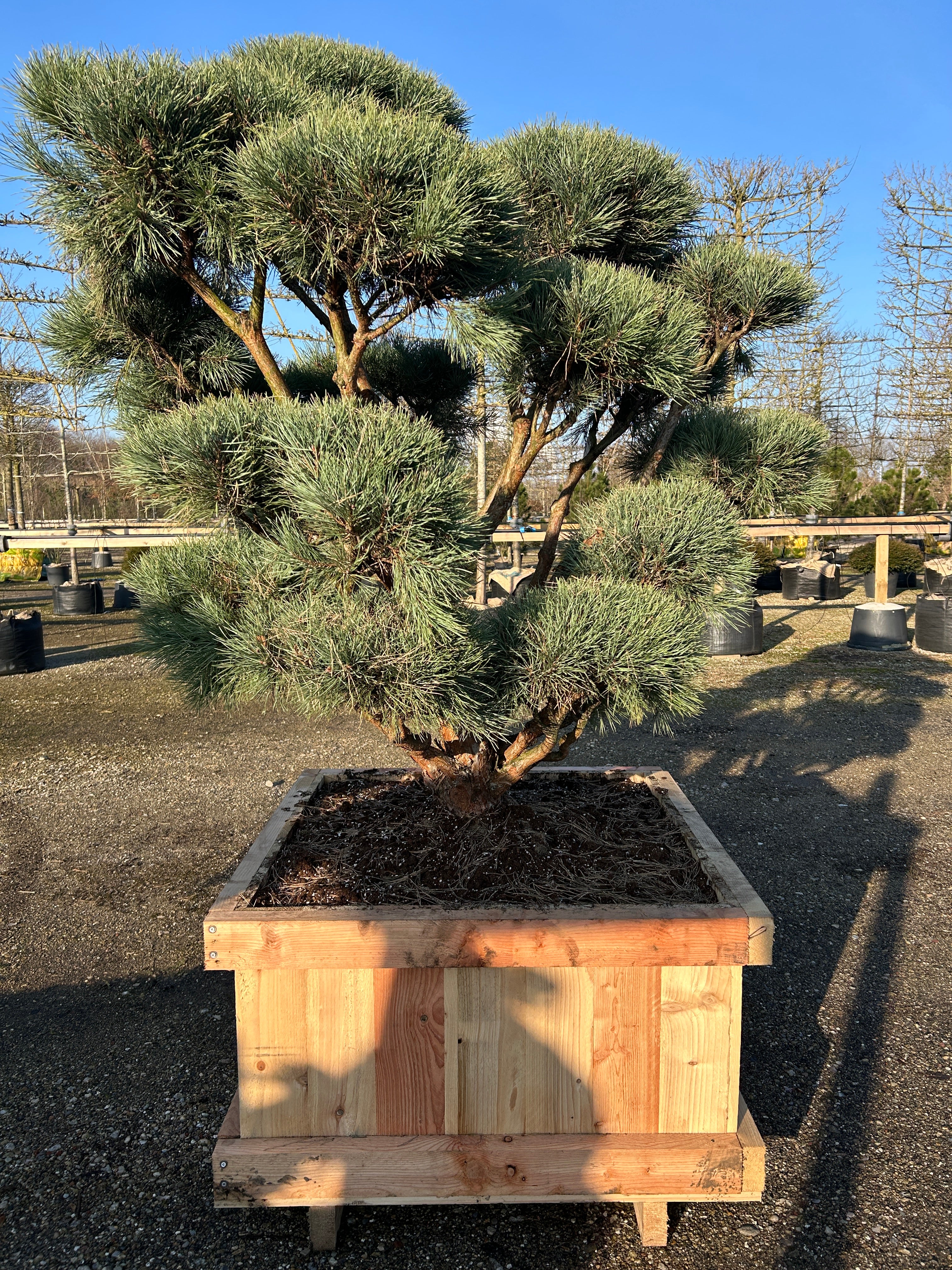 Skulpturel og dekorativ bonsai skovfyr, Pinus sylvestris, med mange flotte tætte puder, i den karakteristiske blågrønne nåle farve. 