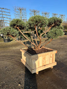 Smuk skulpturel bonsai Dværg skovfyr, med smukke grene i den karakterisk rødbrune bark og flotte puder. 