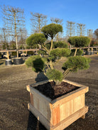 Bjergfyr dyrket som bonsai med kompakt form og naturligt udtryk.