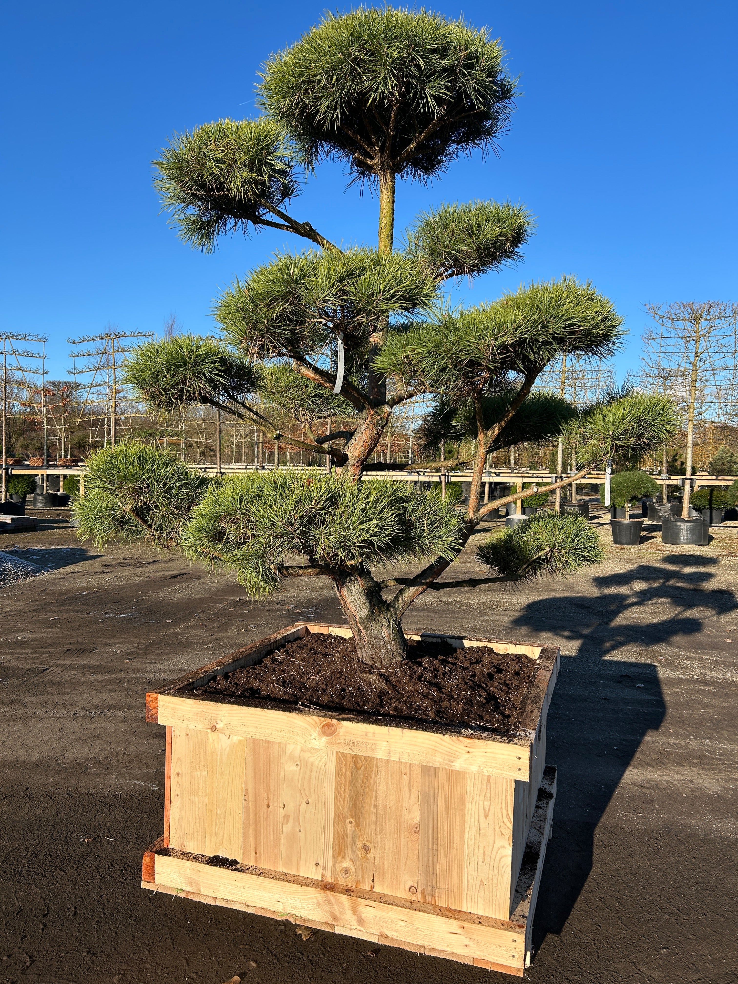 Pinus sylvestris,  skovfyr, bonsaiklippet med en hovedstamme der svinger lidt og puderne flot fordelt hele vejen rundt.