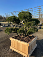 Bonsai bjergfyr, Pinus mugo Gnom, kompakte puder med kraftige grene op dybgrønne barkfarve. 