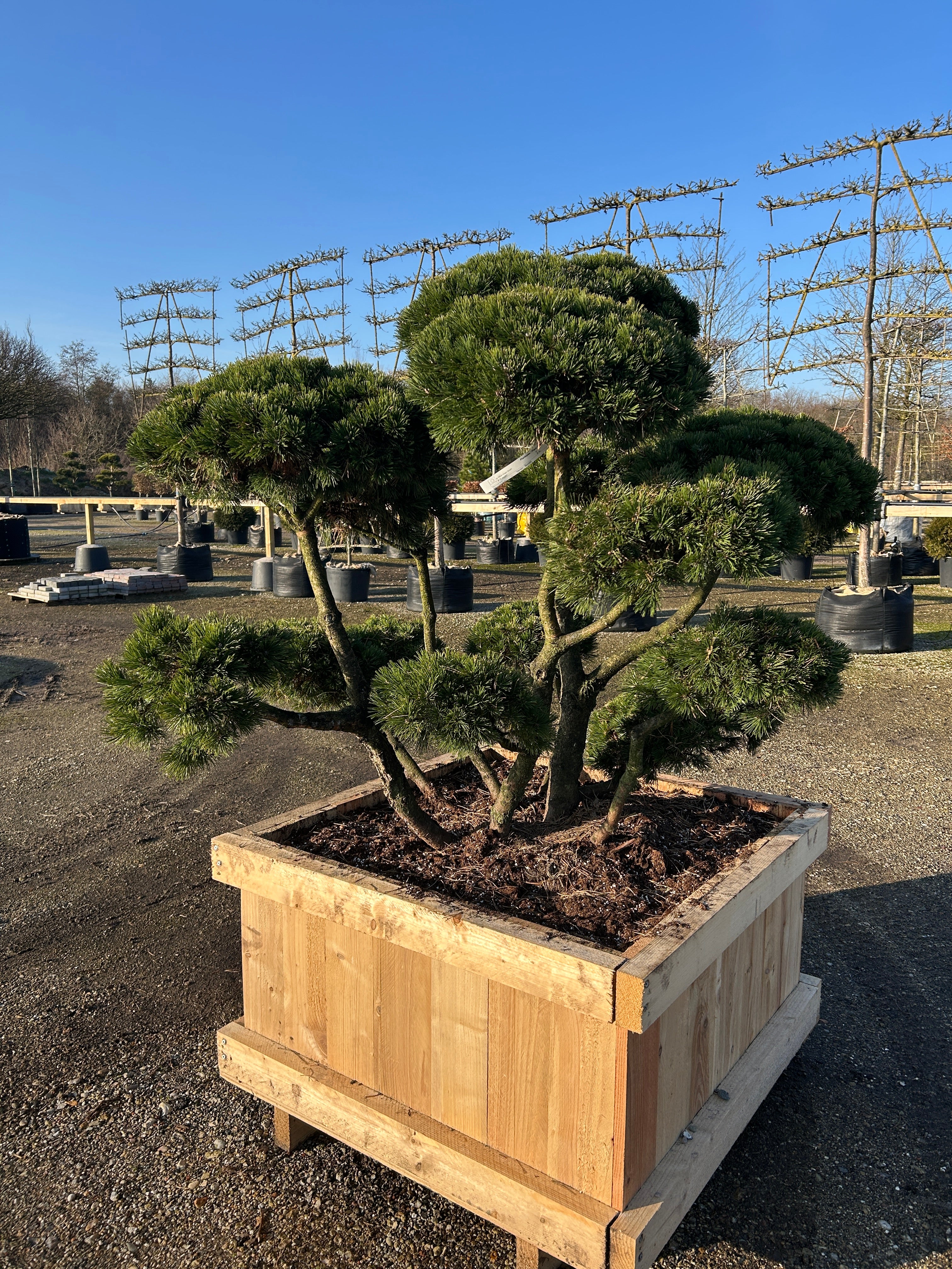 Bonsai bjergfyr, Pinus mugo Gnom, kompakte puder med kraftige grene op dybgrønne barkfarve. 
