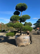 Bonsaiklippet Østrigsk fyr, der med sin størrelse vil give opmærksomhed og være have eller byrummets perle. 