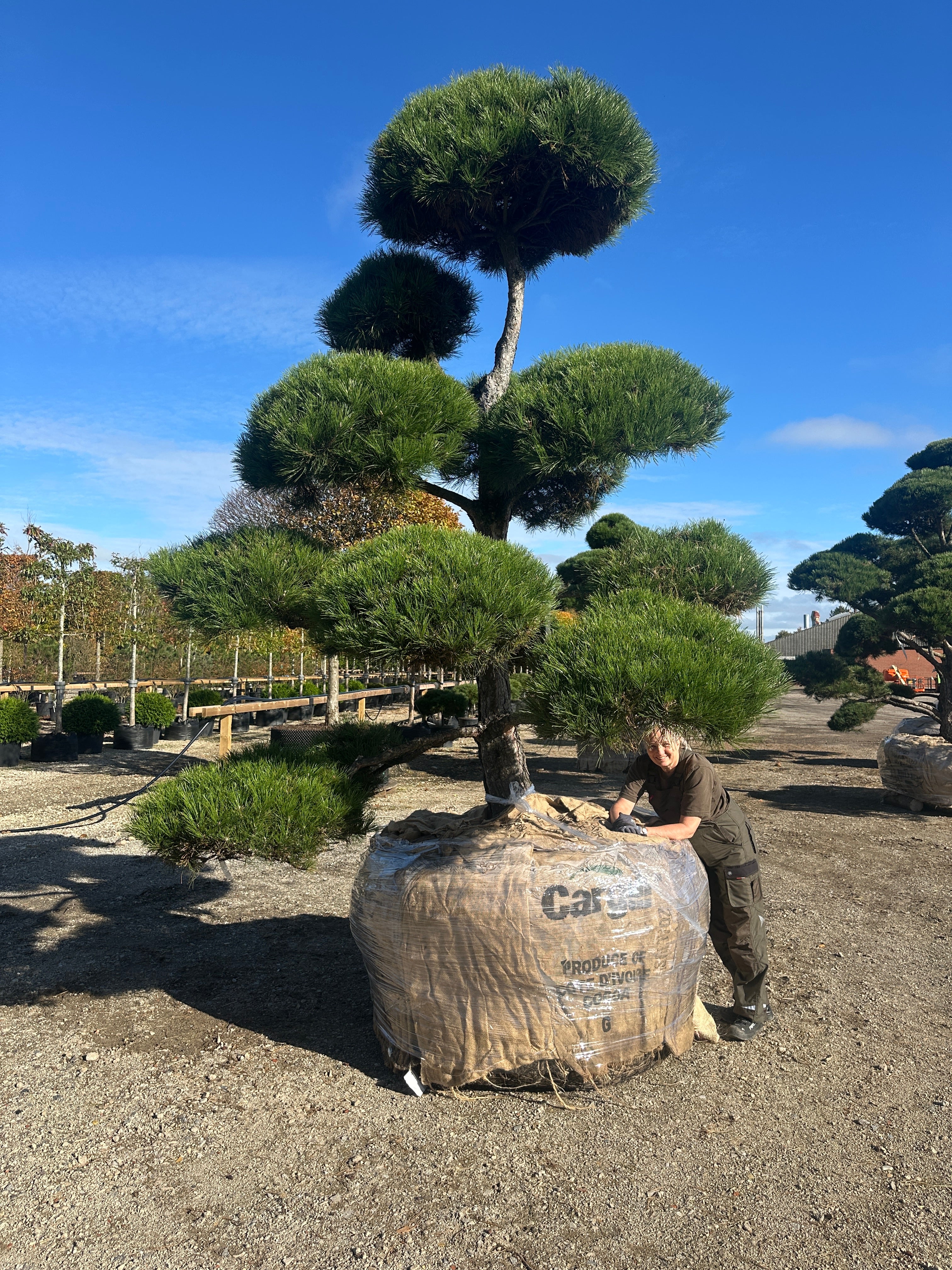 Bonsaiklippet Østrigsk fyr, der med sin størrelse vil give opmærksomhed og være have eller byrummets perle. 