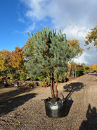 Dekorativ multistammet skovfyr, Pinus Sylvestris, med flot rødbrun bark og kroget grene.  