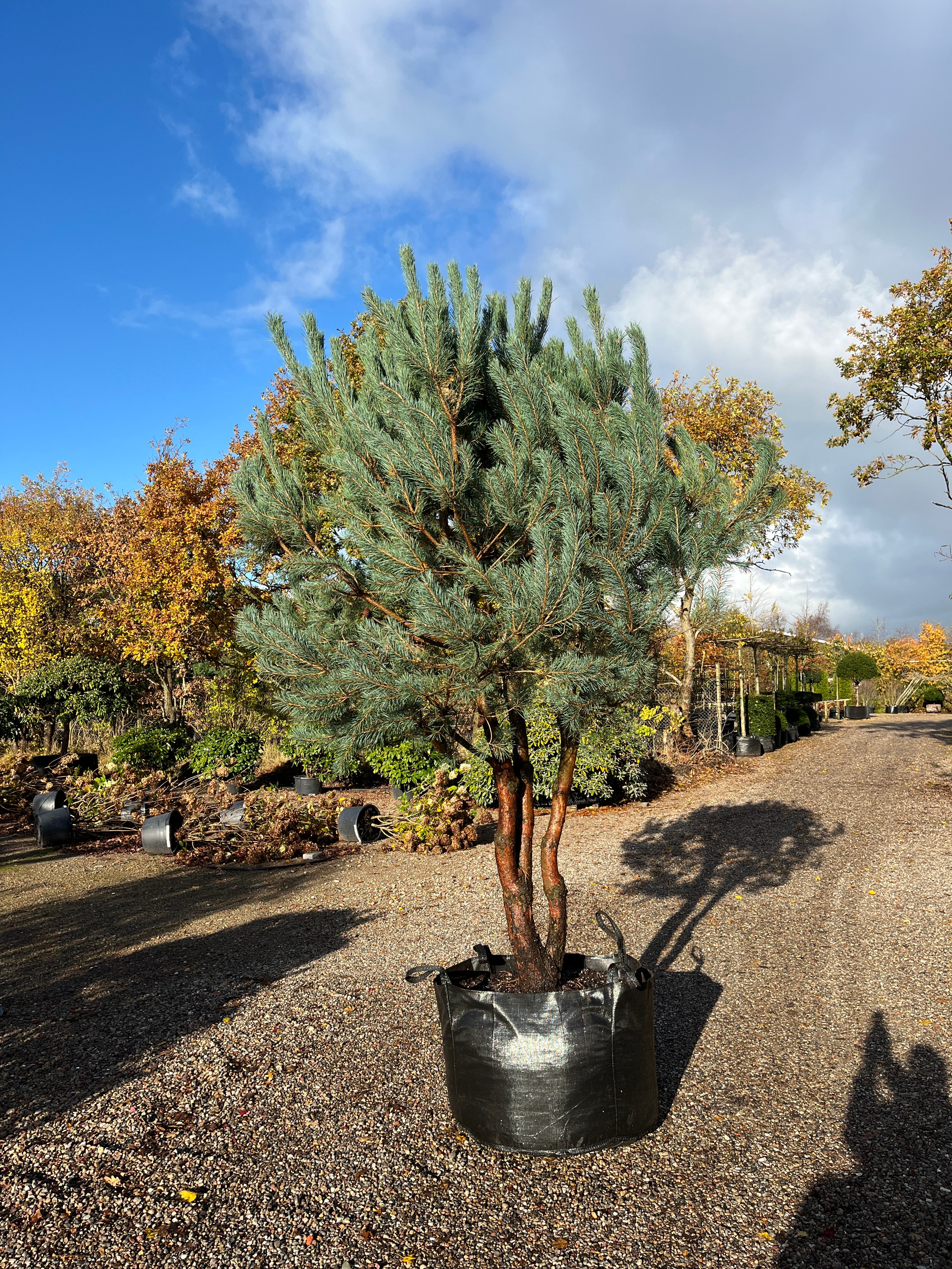 Dekorativ multistammet skovfyr, Pinus Sylvestris, med flot rødbrun bark og kroget grene.  