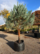 Flotte multistammet skovfyr med rødbrun bark og let kroget grene