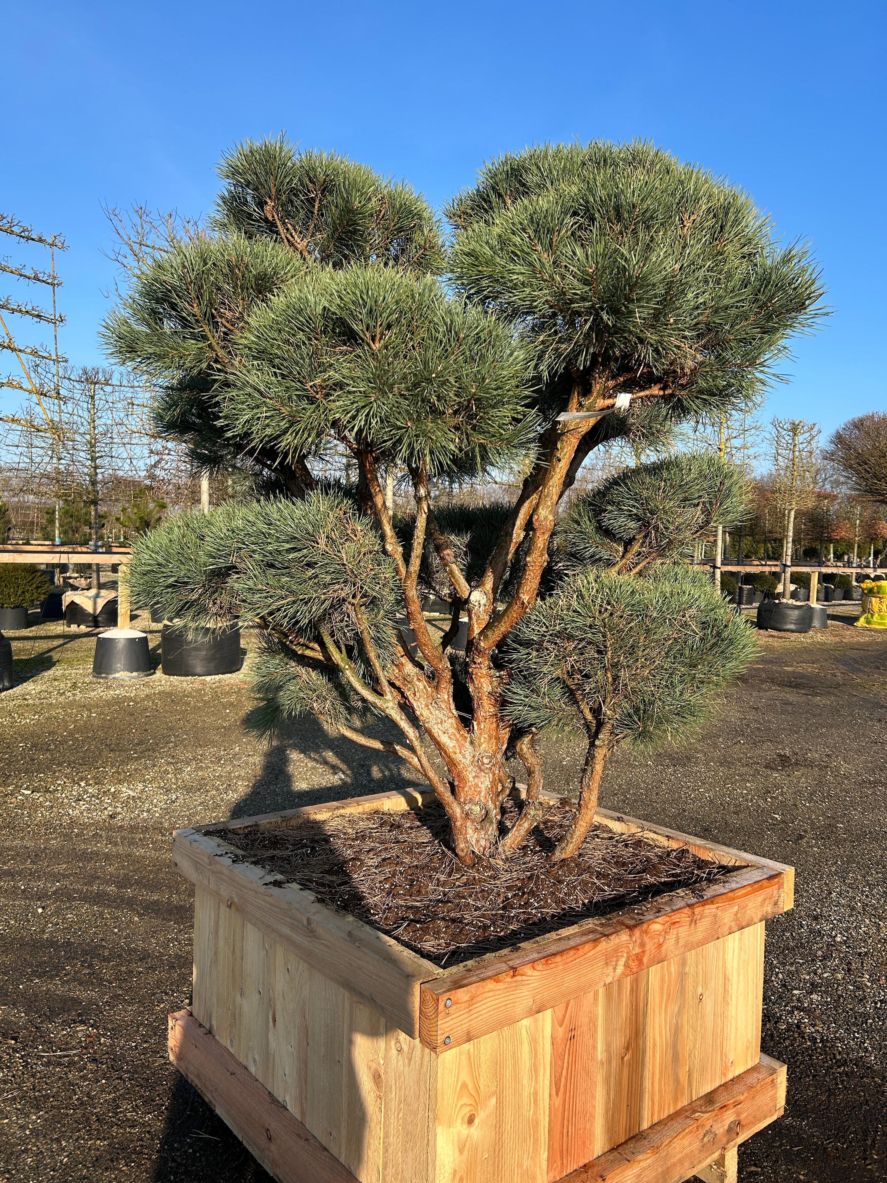 Skovfyr bonsai med snoet stamme, rødbrun bark og blågrønne nåle.