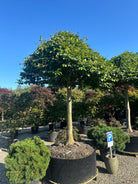 Tagklippet 'Fagus sylvatica'-bøgetræ, hvor den flade, vandrette og parasolformede krone af dybgrønne blade danner et levende tag på en bar, lysgrå stamme.