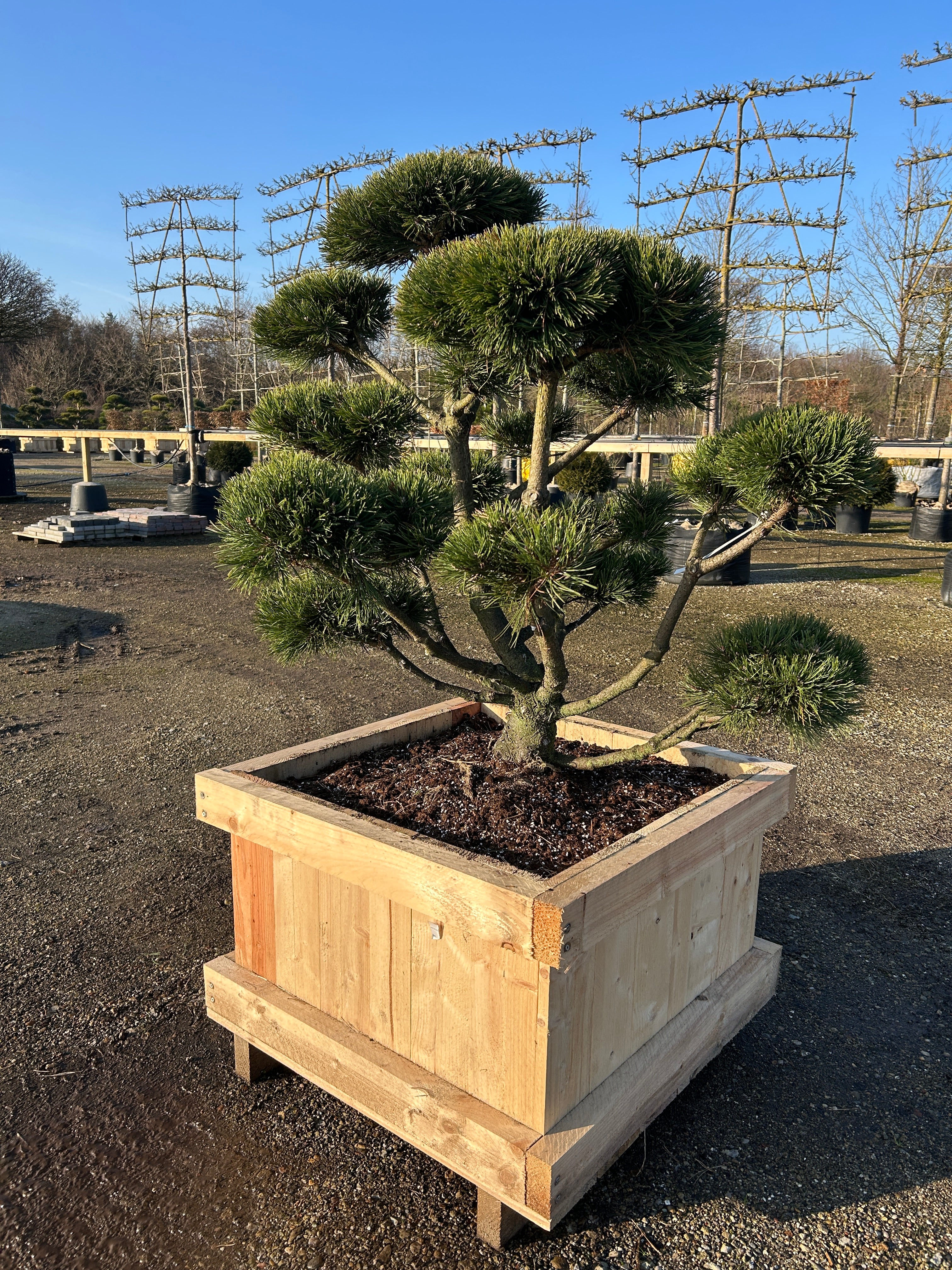 Professionelt klippet bjergfyr bonsai