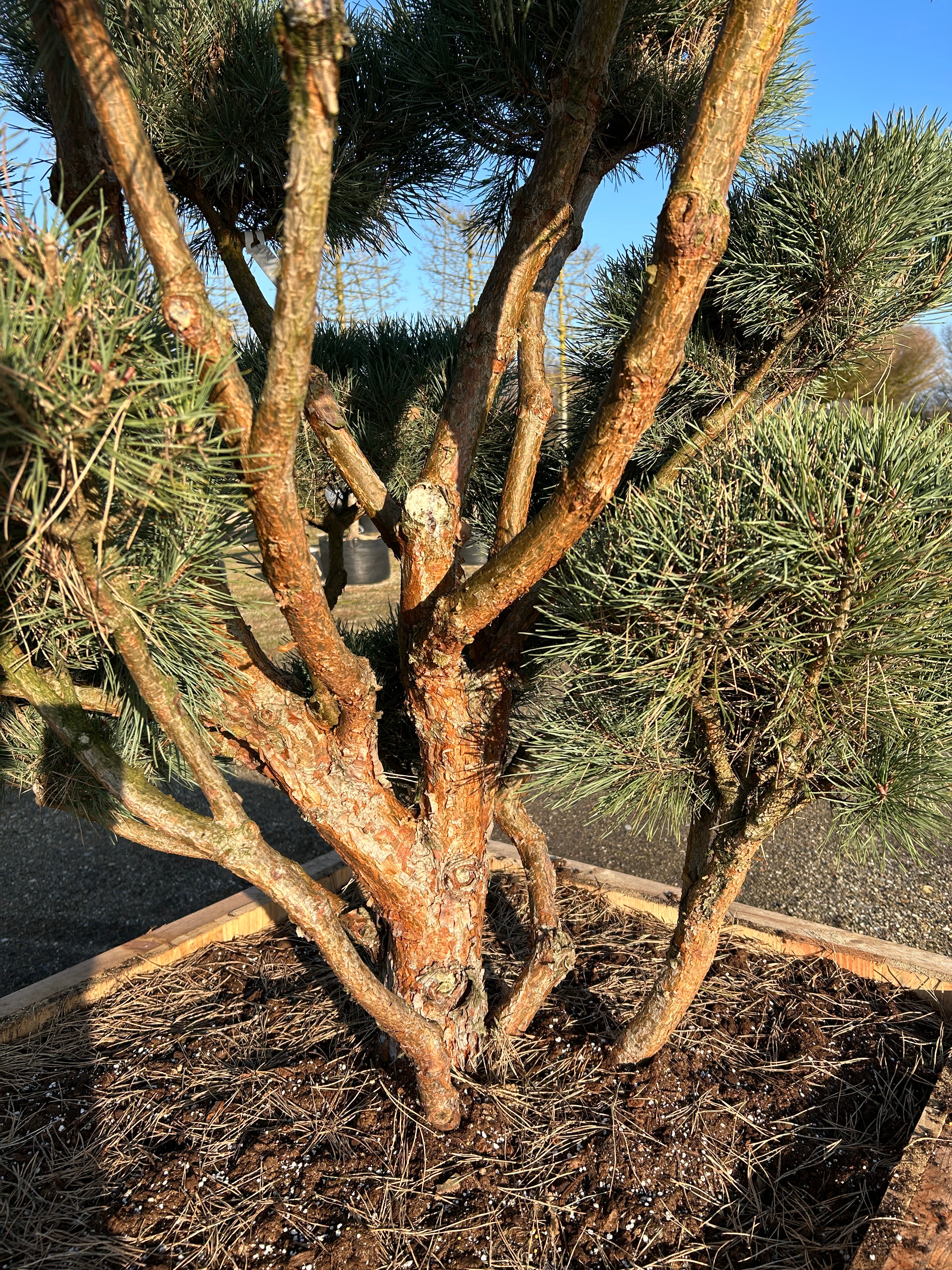 Skulpturel og dekorativ stammer på bonsaiklippet skovfyr, Pinus sylvestris, med den flotte ru rødbrune bark. 
