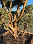 Skulpturel og dekorativ stammer på bonsaiklippet skovfyr, Pinus sylvestris, med den flotte ru rødbrune bark. 