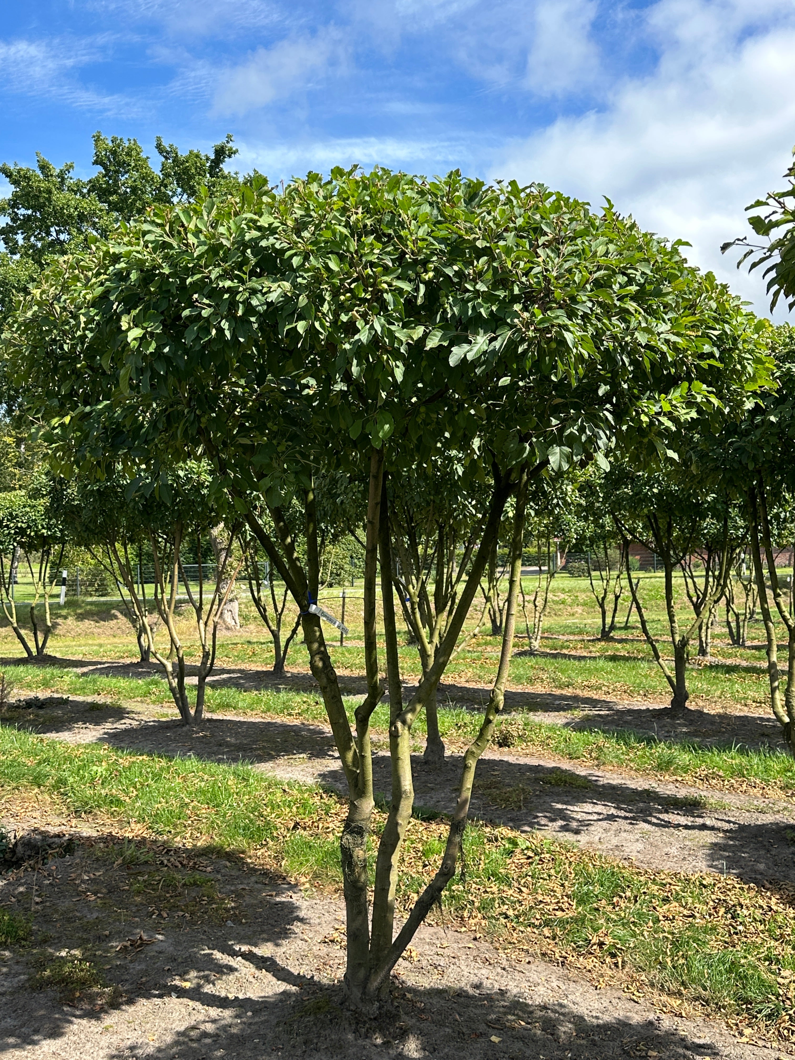 Skulpturelt multistammet paradisæbletræ, med blomstring i foråret og meget små æbler om efteråret. 