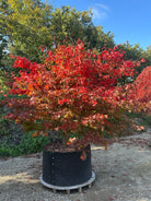 Smuk japansk ahorn med strålende høstfarver. 
